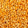 Maize exportation