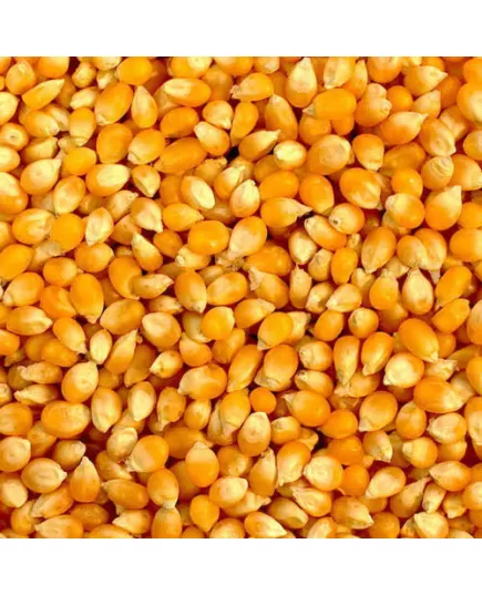 Maize exportation