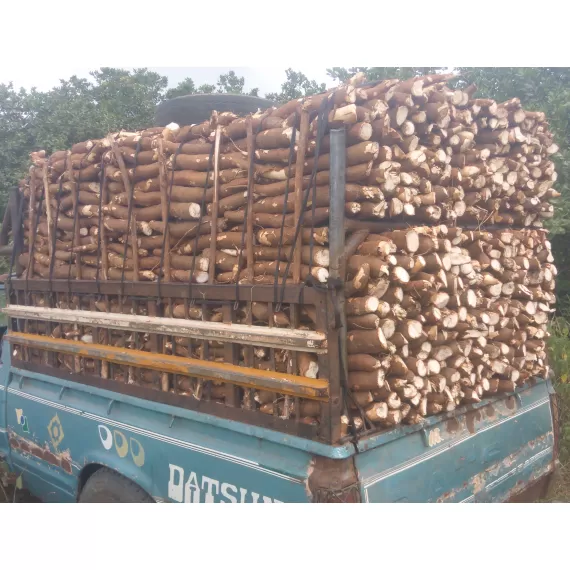 cassava cabstar